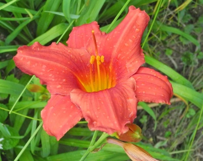 daylilies: 61-07