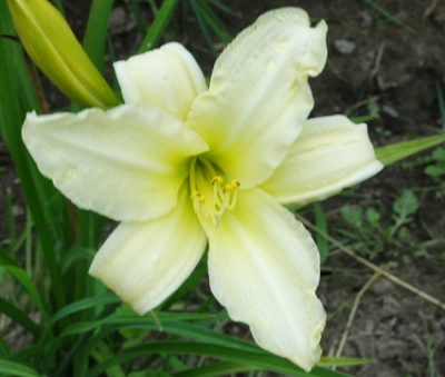 daylilies: OLALLIE EARLY SNOWFALL