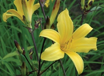 daylilies: EB 22-9-01 (VT)