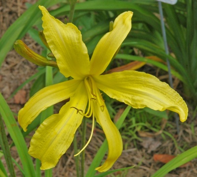daylilies: YELLOW HORNET