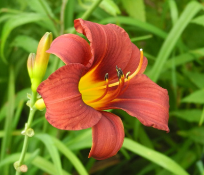 daylilies: OLALLIE DANI'S GINGER (32-09)