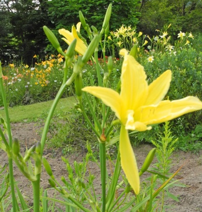 daylilies: 33-13
