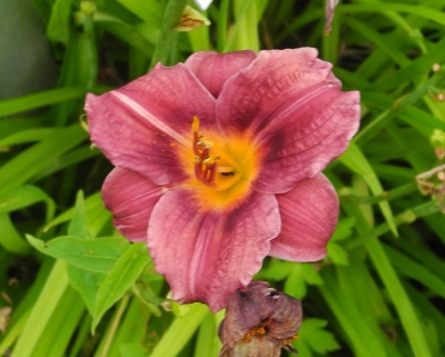 daylilies: 04-13