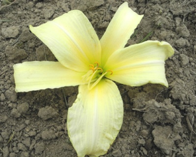 daylilies: 26-34-2014