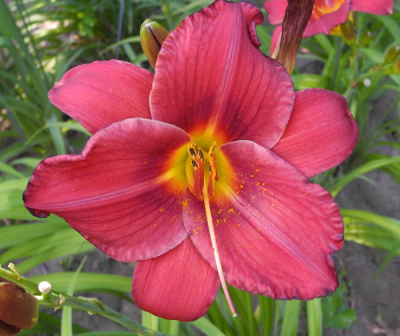 daylilies: 68-34-2014