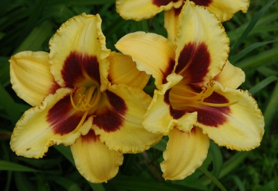 daylilies: 40-13 (VT)