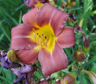 daylilies: 4-7-2016