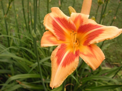 daylilies: FAR FETCHED