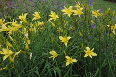 daylilies: H. citrina