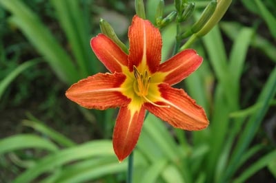 daylilies: H. fulva