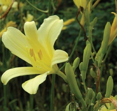 daylilies: H. citrina thunbergii