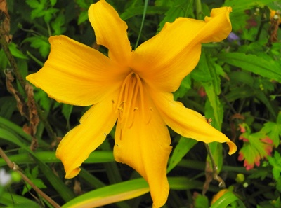 daylilies: JERSEY SPIDER