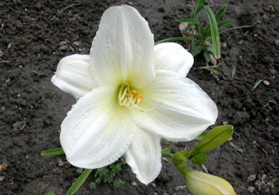 daylilies: JOAN SENIOR