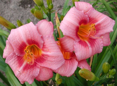 daylilies: LILTING LADY