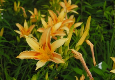 daylilies: Linda