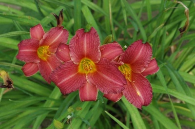 daylilies: LITTLE WINE CUP
