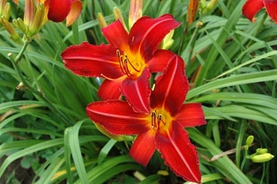 daylilies: MATCH FIRE (VT)