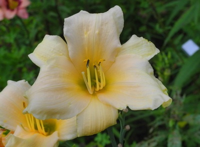 daylilies: MELON SPIRE