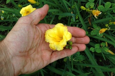 daylilies: MINI STELLA