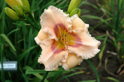 daylilies: MINT FRESH