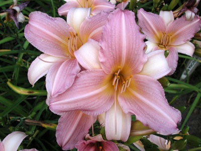 daylilies: MOONLIT DANCE (VT)
