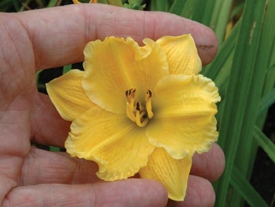 daylilies: OLALLIE PETITE