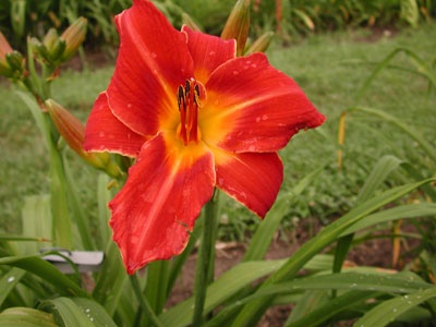daylilies: ON FIRE