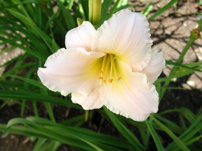 daylilies: RARE LOVE