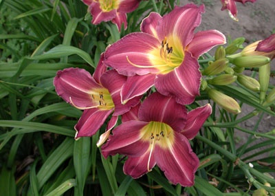 daylilies: ROYAL FIREWORKS