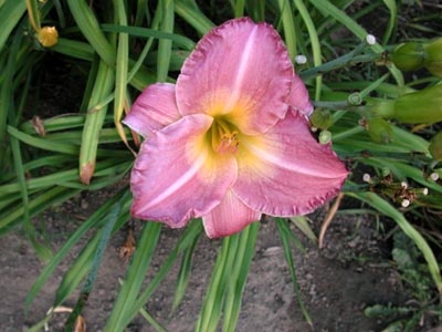 daylilies: ROYAL PALACE GUARD