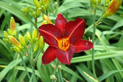 daylilies: BLACK BEACON (VT)