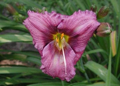 daylilies: SILOAM FINE ART