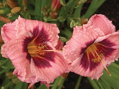 daylilies: SILOAM NIGHT RING