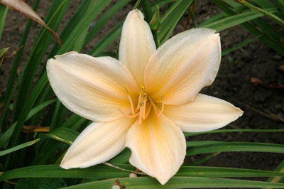 daylilies: SINGULAR SENSATION (VT)