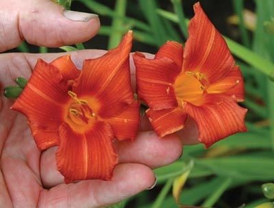 daylilies: SKIATOOK CARDINAL
