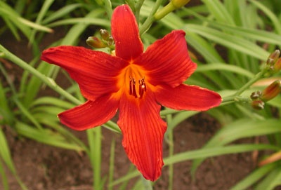 daylilies: SKIPPY