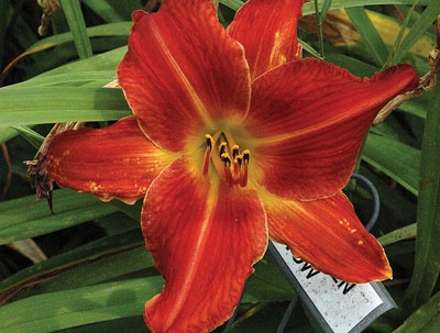 daylilies: SPOKEN VOW (VT)