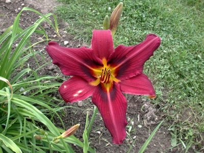 daylilies: BLAZING FIREFLY (VT)