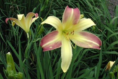 daylilies: SPRING FANTASY