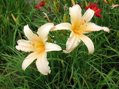 daylilies: STAR CREAM RUFFLES (VT)