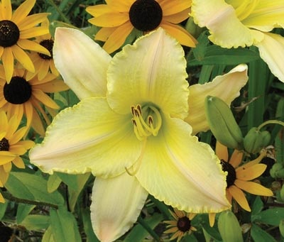 daylilies: TECHNY PEACE