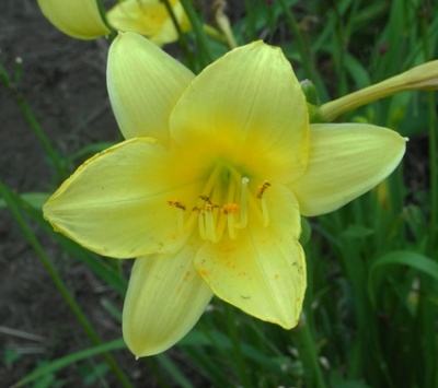 daylilies: THREE SEASONS