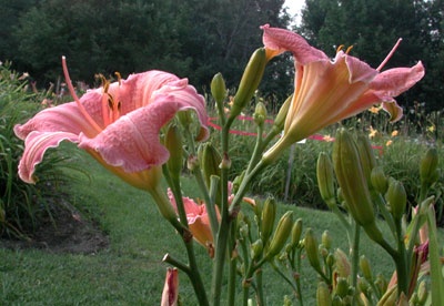 daylilies: TYPE ALPHA (VT)