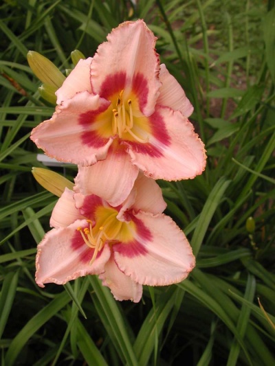 daylily blooms: WEBSTER LUPTON