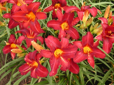 daylily blooms: REMEMBERING GRANDMA (VT)