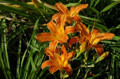 daylily blooms: SWEET PUMPKIN (VT)