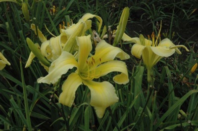 daylily blooms: SPIDER MIRACLE