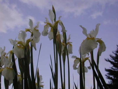 daylily blooms: Iris siberica SNOW CREST