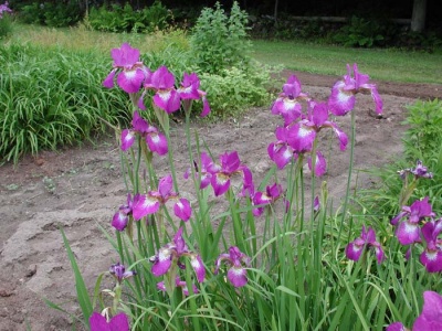 daylily blooms: Iris siberica RUBY WINE
