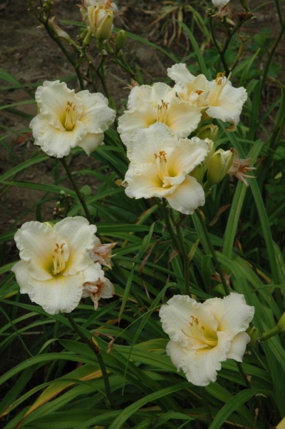 daylily blooms: TUESDAY